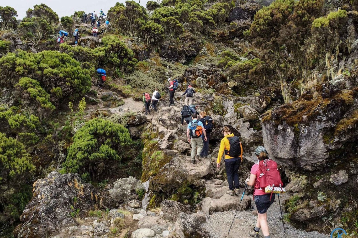 Trekkers navigating through the lush, moss-covered forest terrain of the pristine Lemosho route