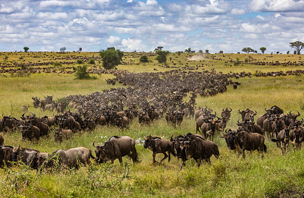 Serengeti National Park