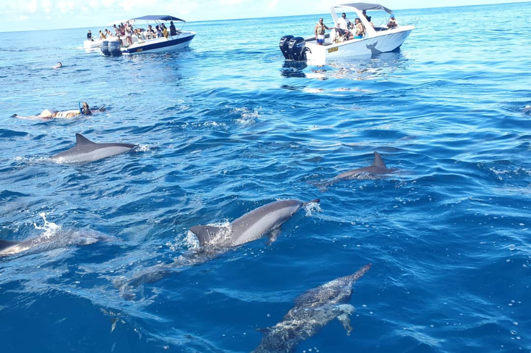 Kizimkazi Dolphins Tour
